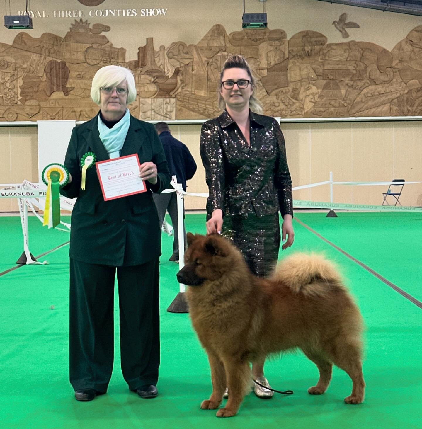 Back to the ring for our best boy, Titan. Yesterday at WELKS Ch, he wins 1st Open Dog, Best Dog and BEST OF BREED!!!! His 19th 🎉🎉

Thank you to our judge Allyson King for appreciating him 🥰

Co-Owned: Michaella Dunhill-Hall
Bred by: Patricia Marti