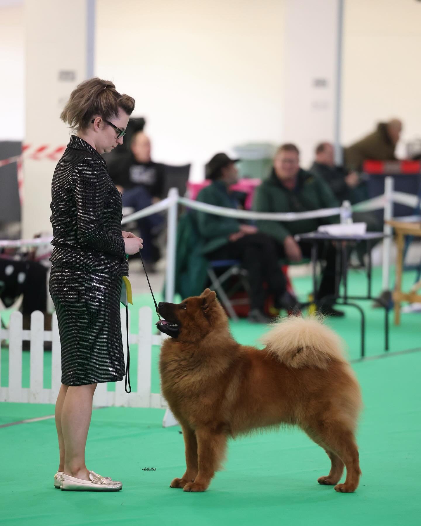TITAN VORMUND DES LEGENDES DE RETZ KAYDANMY (IMP FRA) 

In the group at WELKS Ch Show last weekend where he won his 19th BEST OF BREED!! 

Co-Owned: Michaella Dunhill-Hall
Bred by: Patricia Martineau 
📸: @vormund_kennel 

#vormund_kennel @vormund_ke