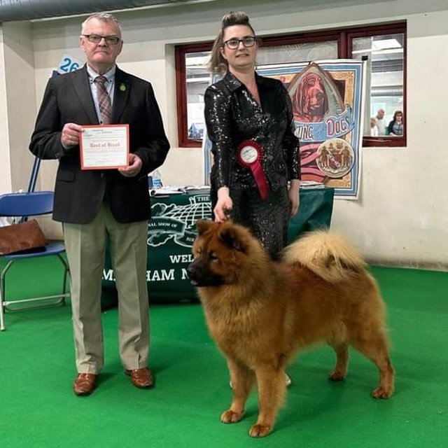 TITAN VORMUND DES LEGENDES DE RETZ KAYDANMY (IMP FRA) 

This weekend at Birmingham National Ch Show Titan wins his 20th BEST OF BREED from judge Mr Ernie Paterson. He was later shortlisted to the final 9 in the Utility Group from judge Mrs Carol Harw
