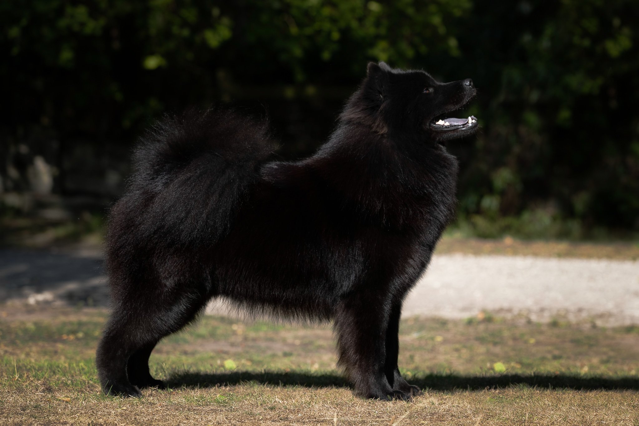 Black eurasier puppy sales