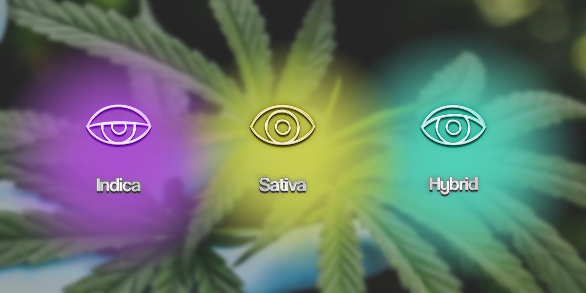 Indica vs. Sativa vs. Hybrid: How to Choose the Best Strains for You