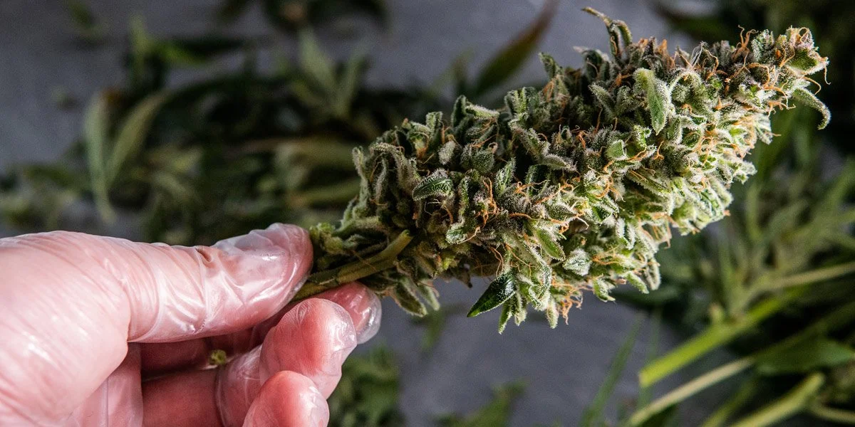 What is the Entourage Effect and How Cannabis Terpenes Play a Role