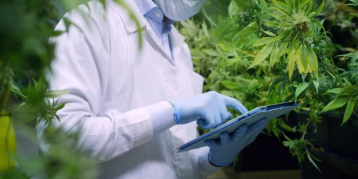 Cannabis Extracts and Concentrates: What Are They and How Are They Made?