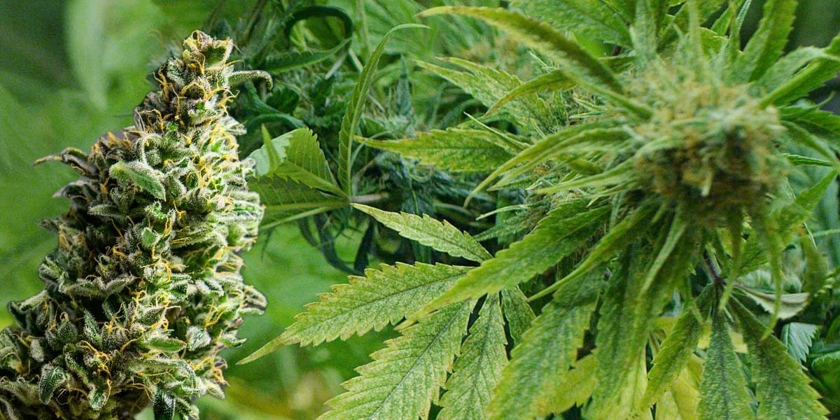 What Are The Best Terpenes For Pain Relief?