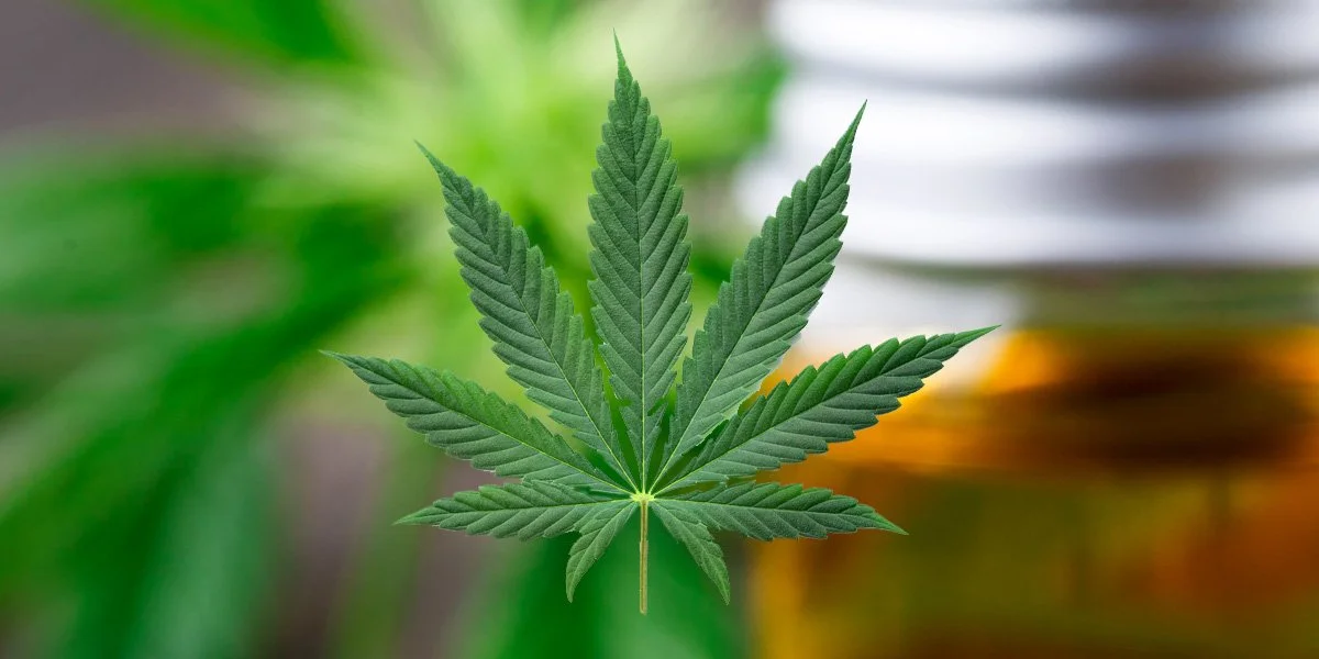 Vaping and Terpenes: Everything You Should Know