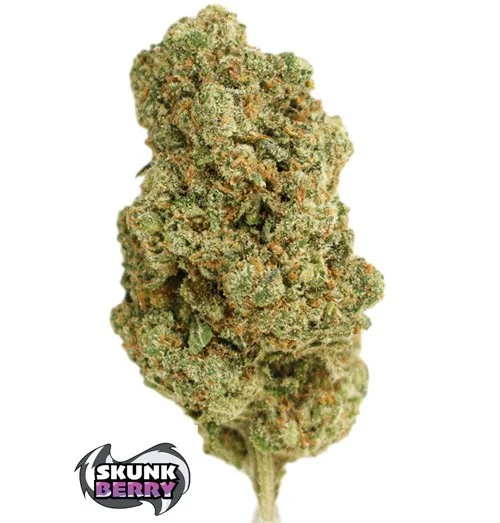 hybrid skunberrry flower