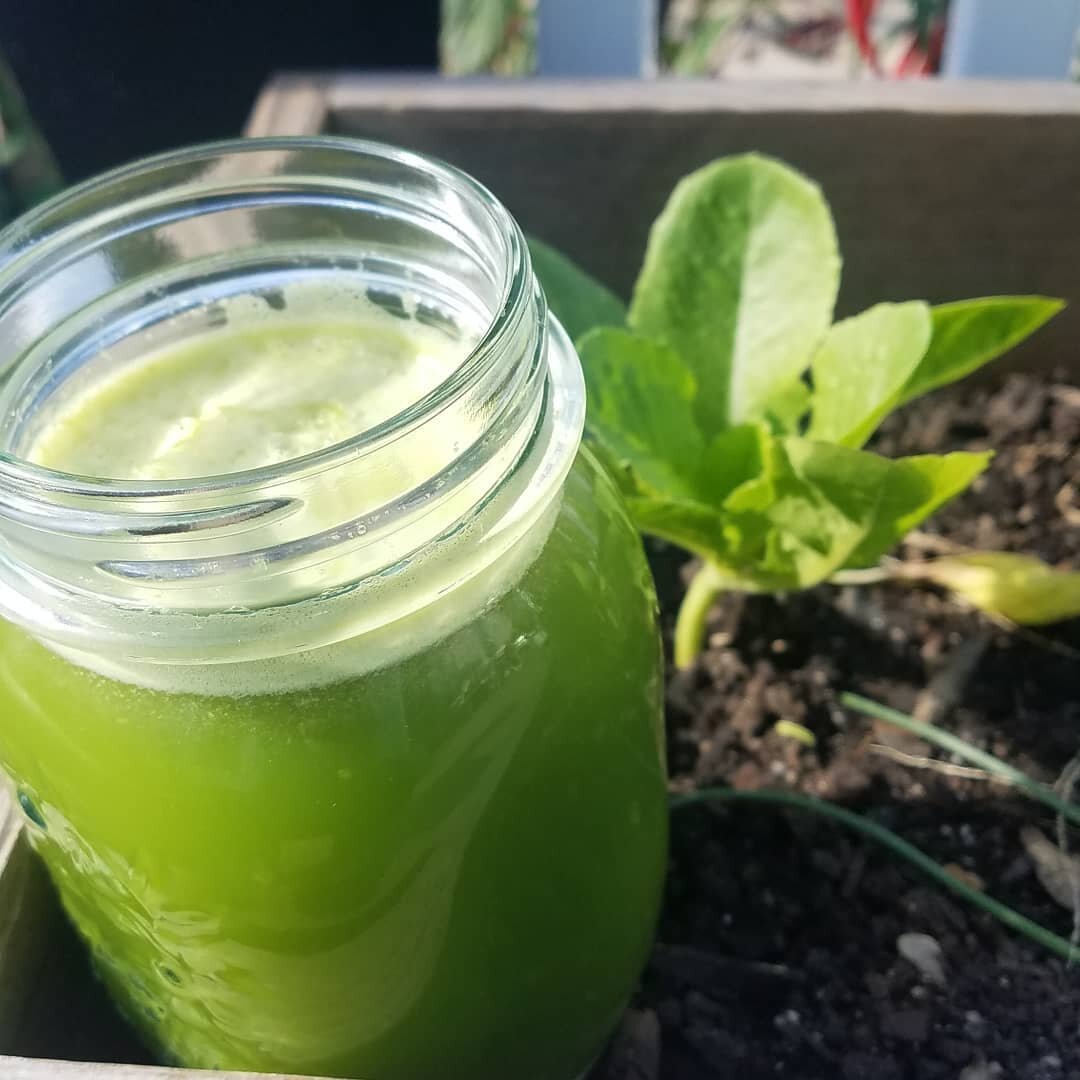 Step 2 of day 1: 16oz celery juice. 
We are hanging out with some of my baby fall lettuce. Sending her some love and looking forward to allowing her beautiful vibration to increase the vibrational frequency of my physical being! 
Such a beautiful day