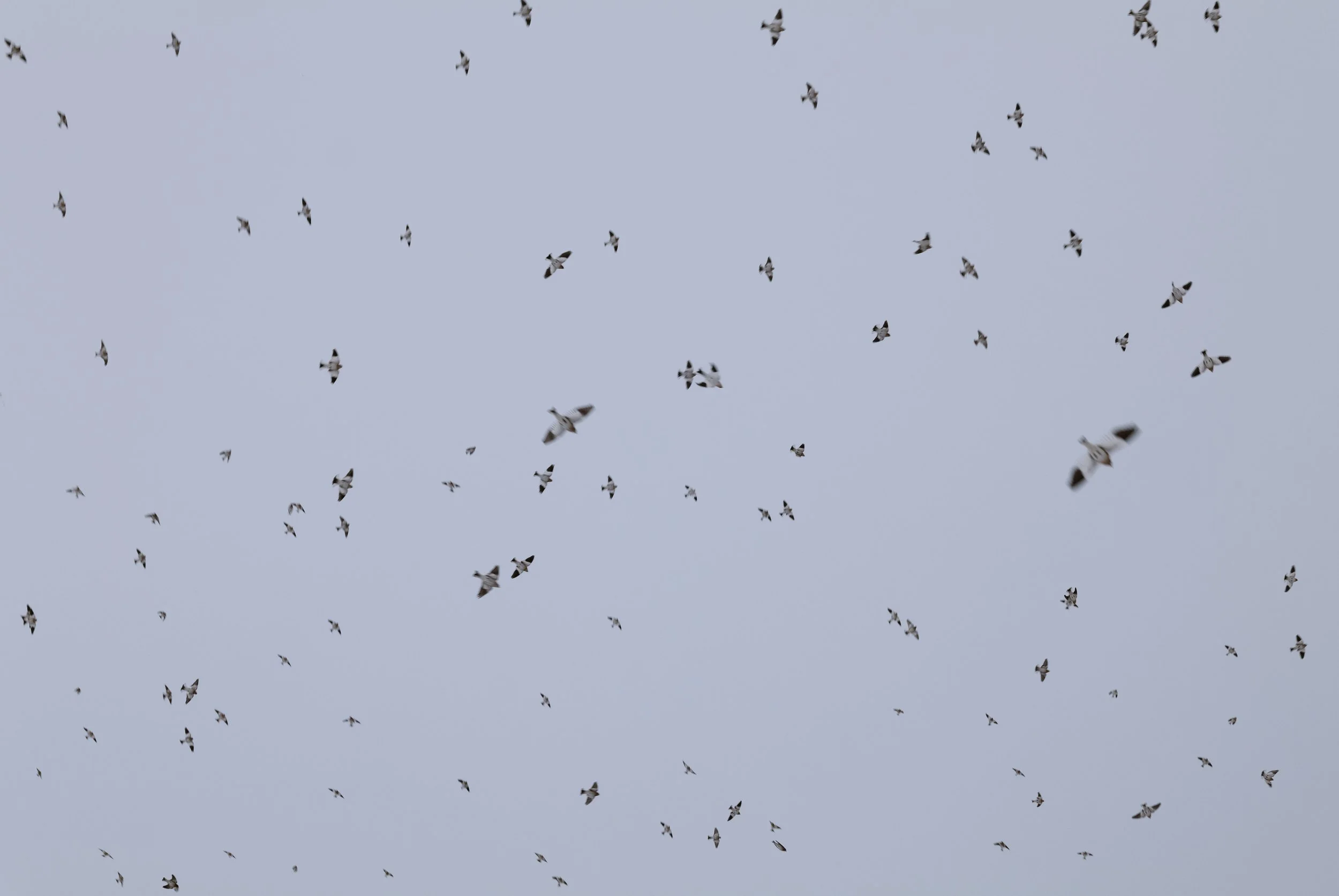 Snow Buntings in the Sky.Flat.L1010815 copy.jpg