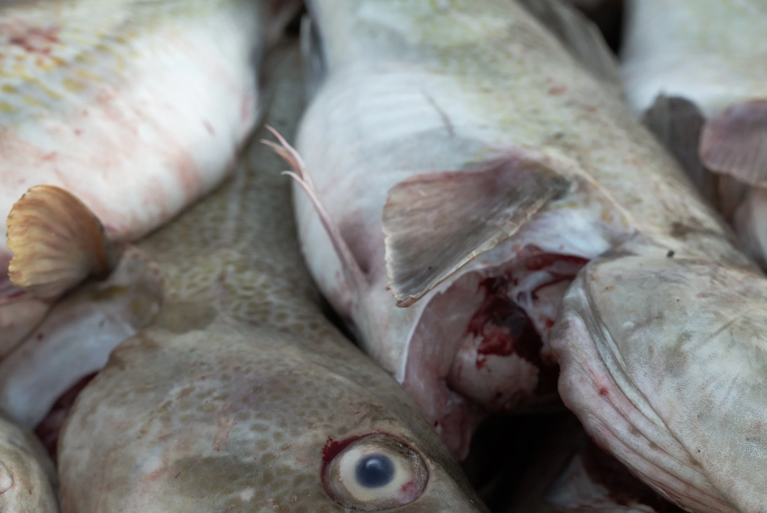 Skagaströnd, Northwest Iceland, January, 2024.