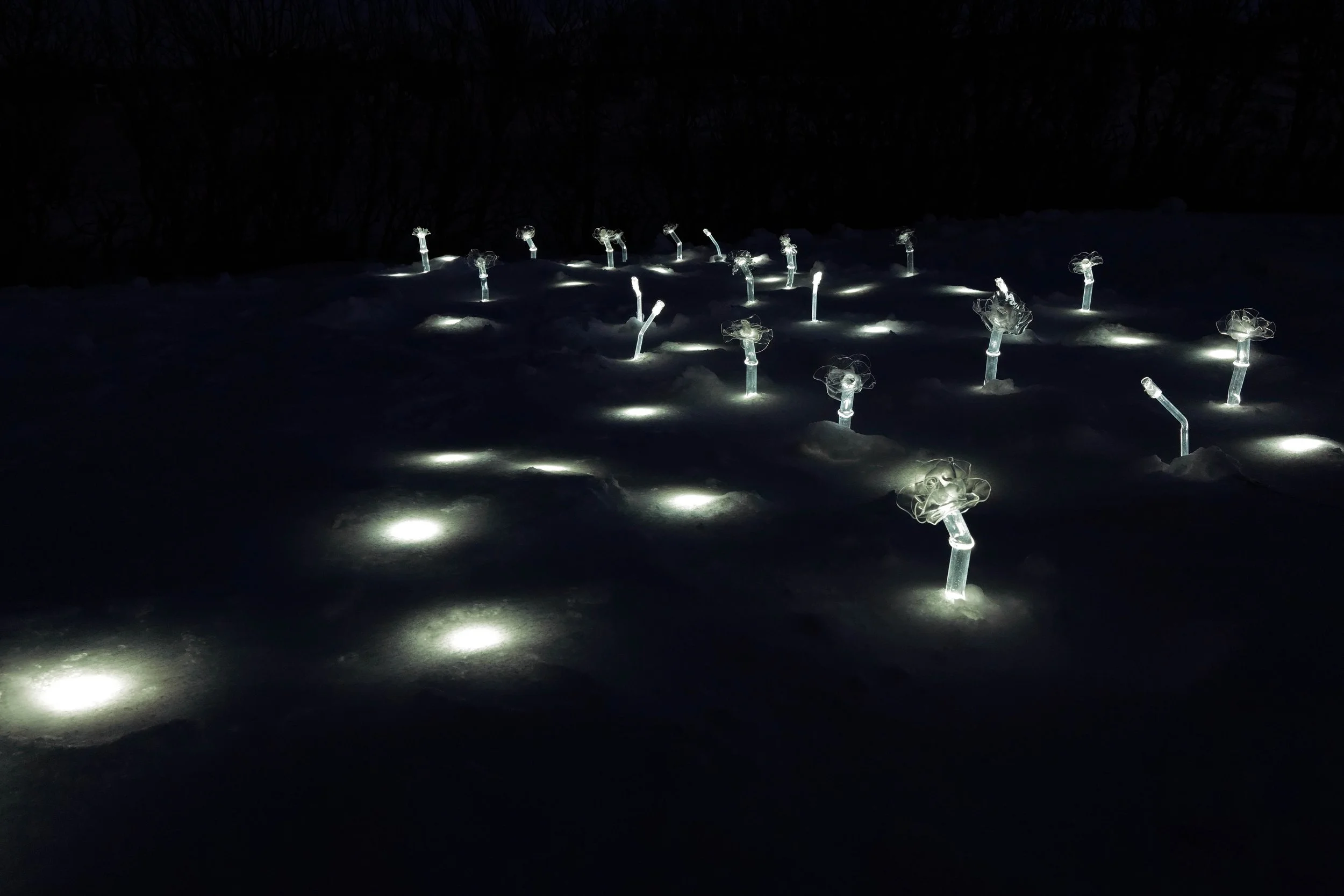 "Winter Garden of Light," Light Up 2024, Skagaströnd, Northwest Iceland.