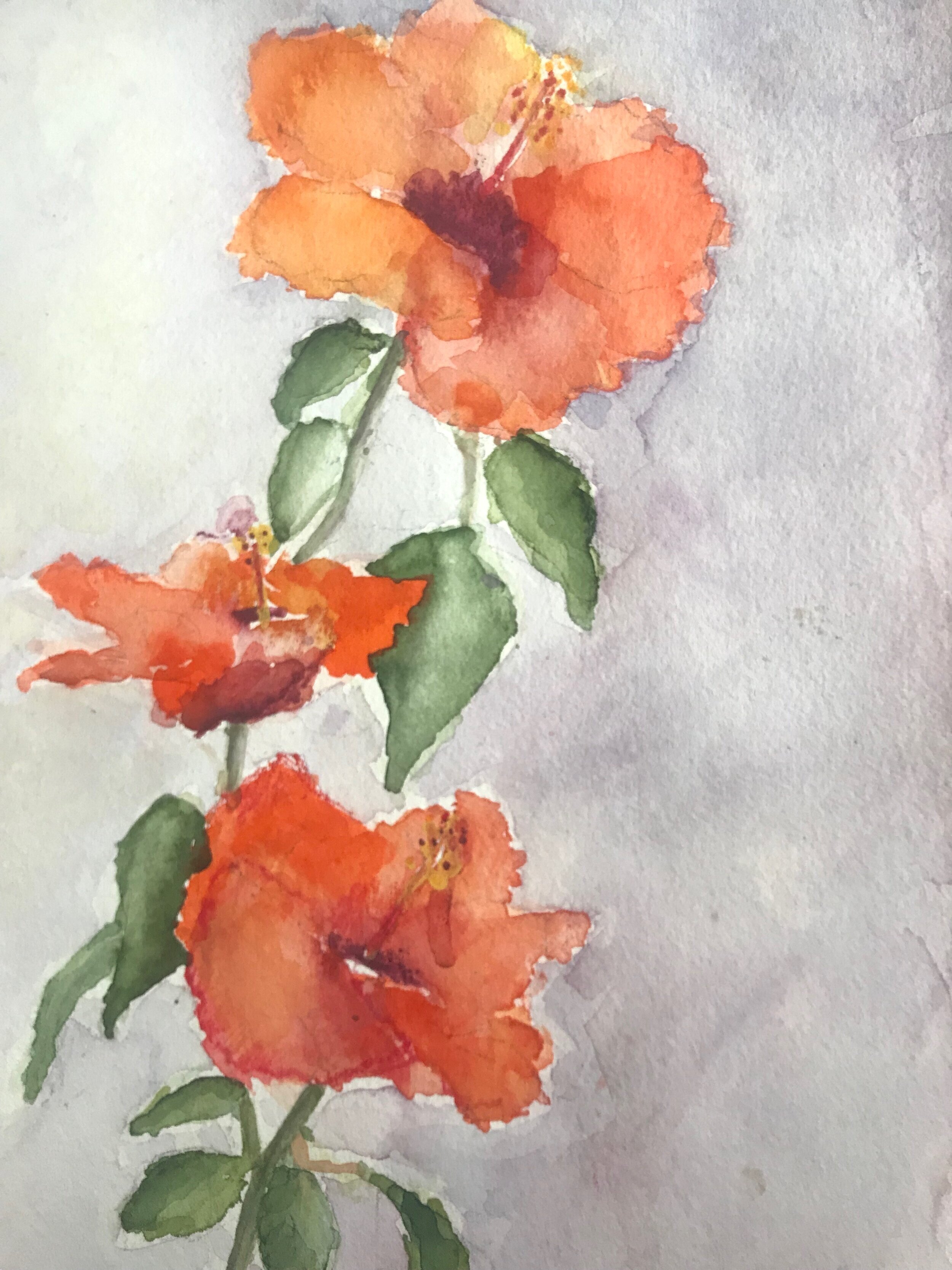 Hibiscus- Watercolor  10"x13" 