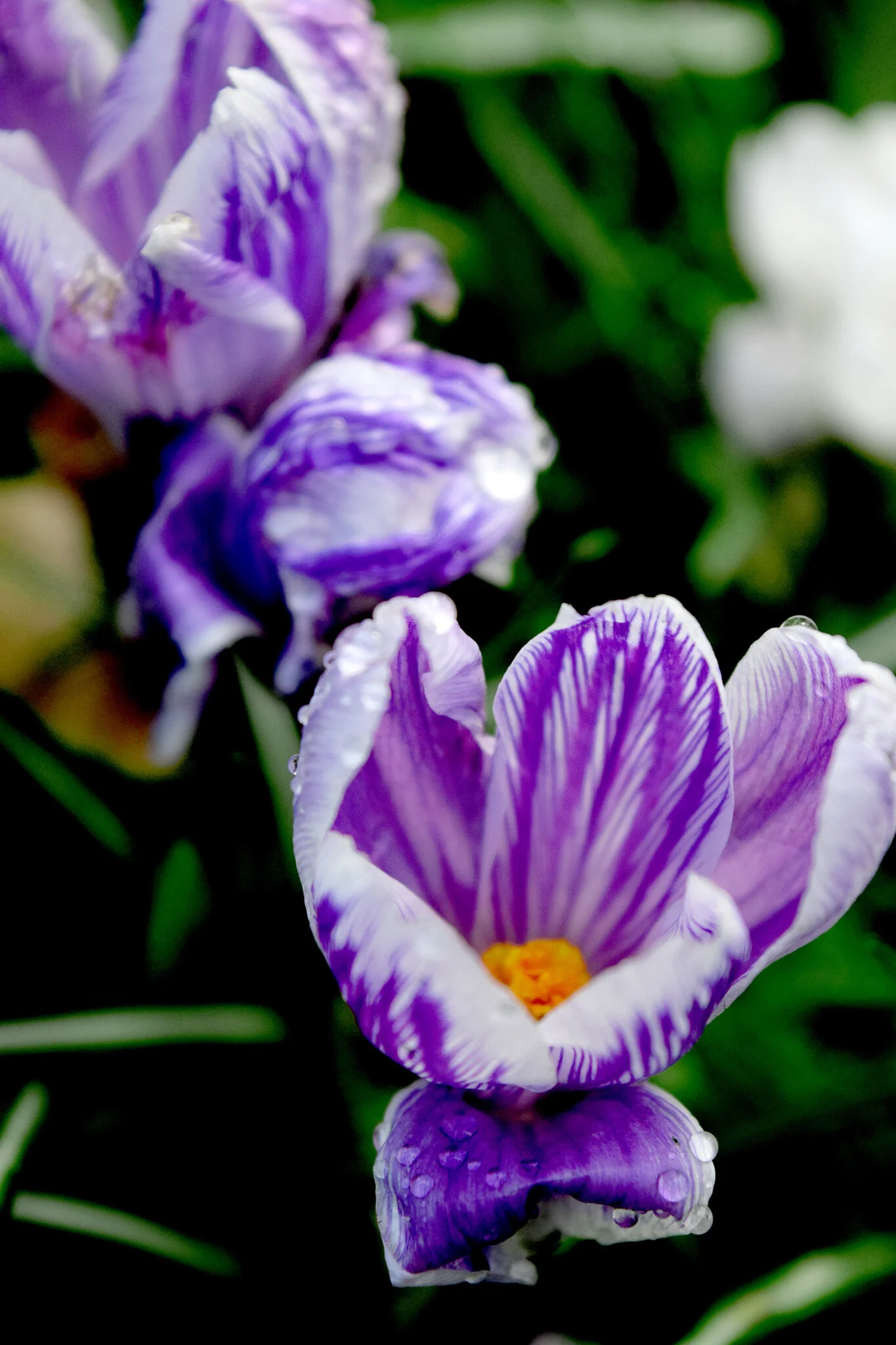 DSC_0121e.jpg