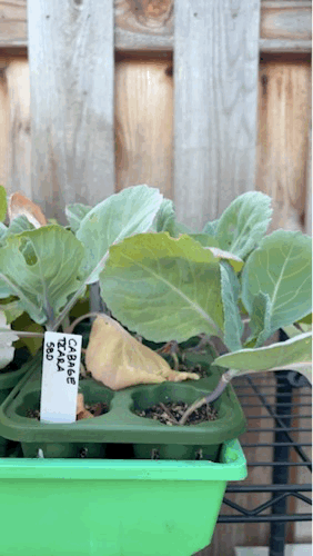 Vegetable Starts Ready for the Garden
