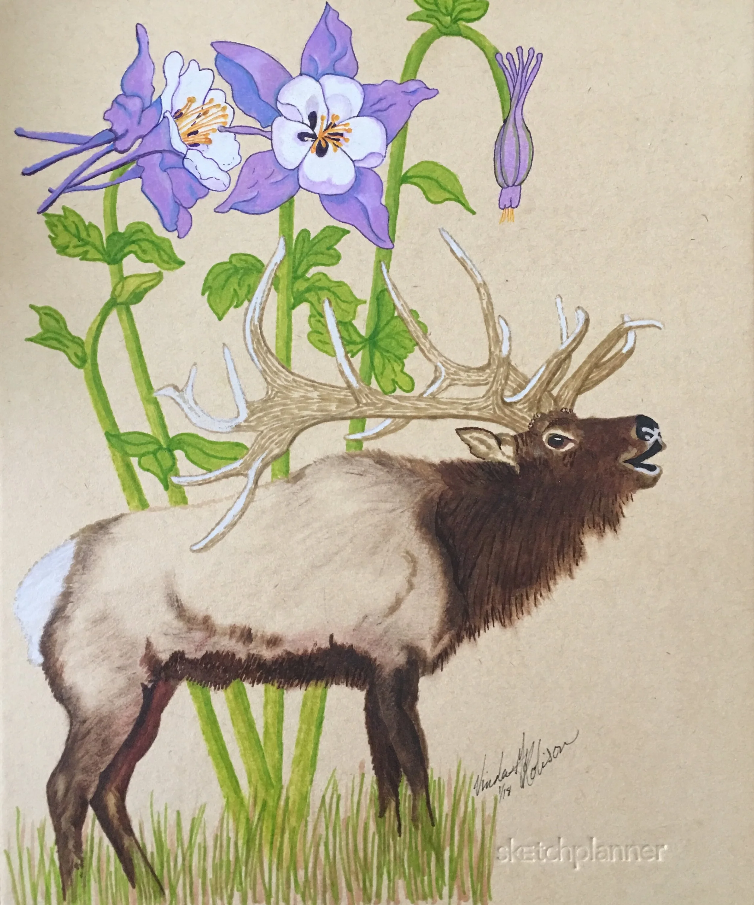 elk-columbine-vinda-robison-acrylic-ink.jpeg