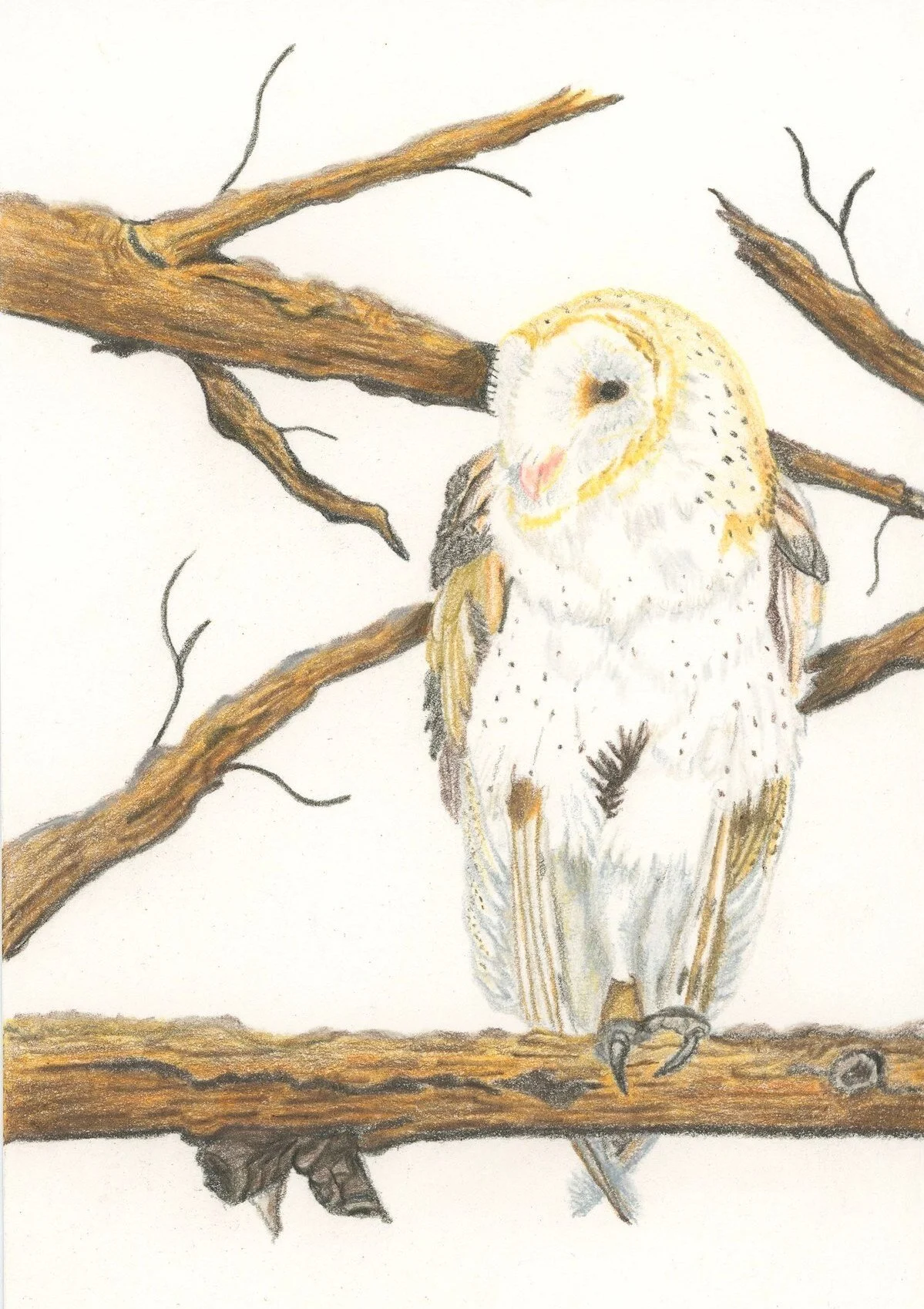 cheyenne-barn-owl-vinda-robison-colored-pencil.jpeg