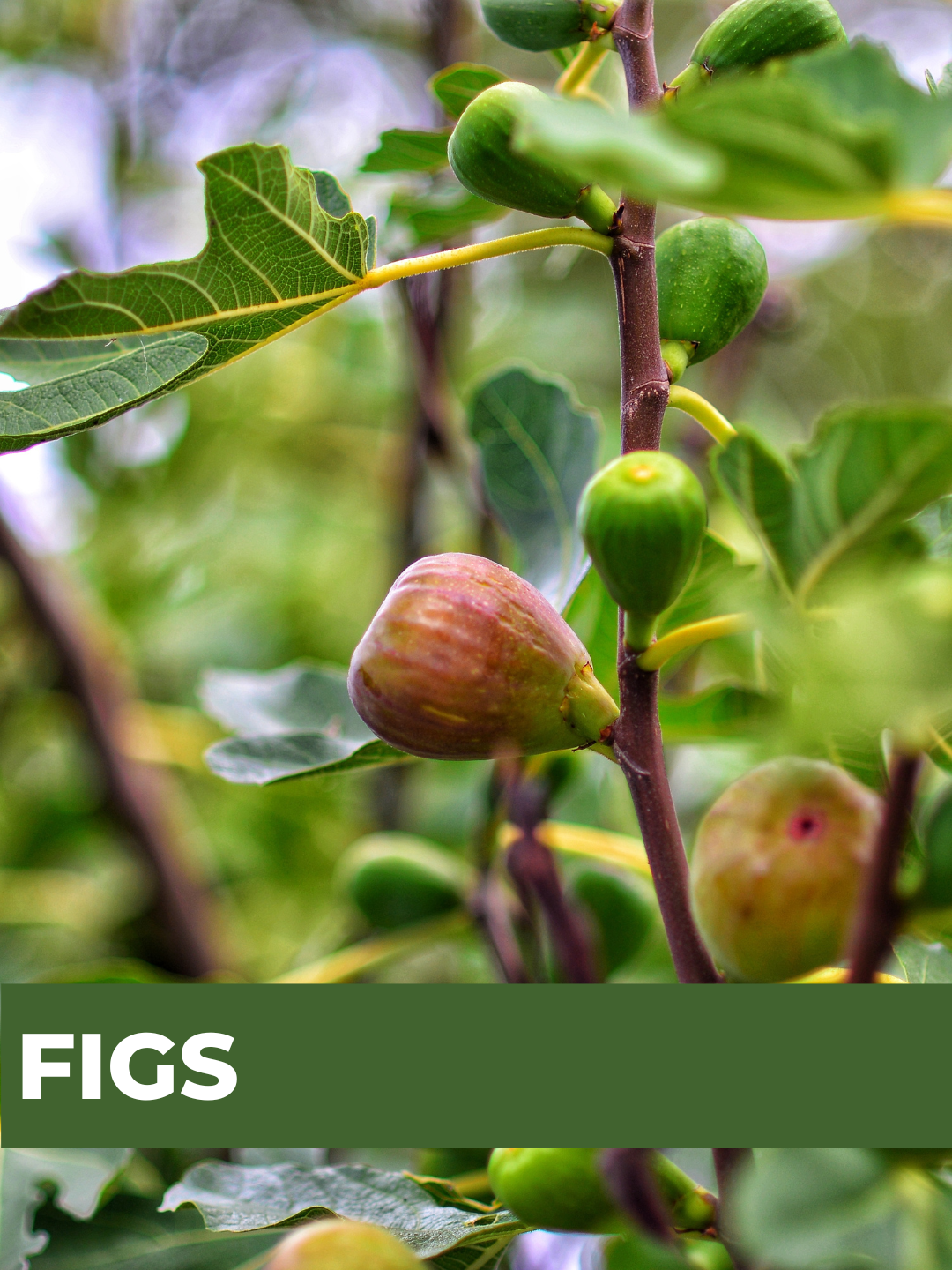 26 Spring Plant Sale website (34) (9).png