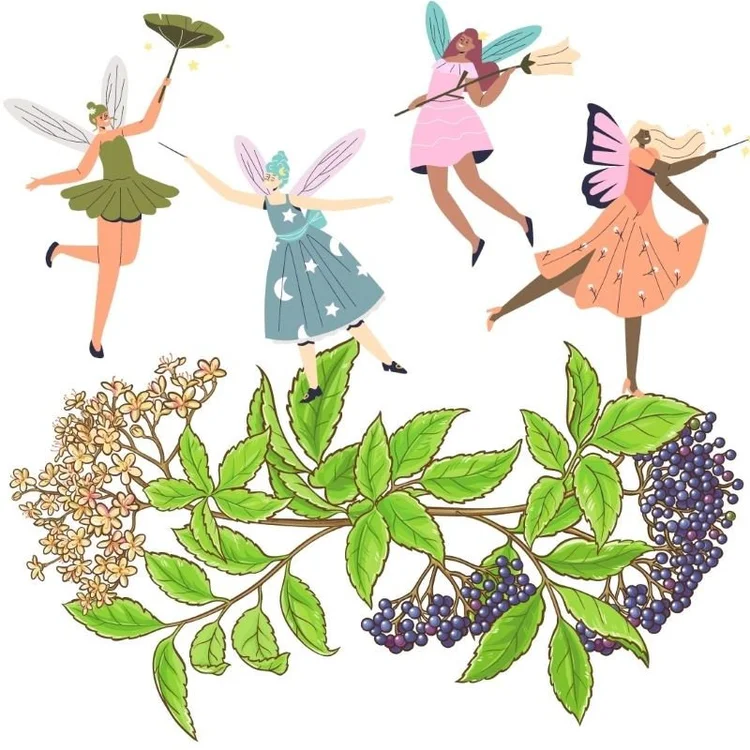 Elderberry Flower Fairies - Panneau main image 0