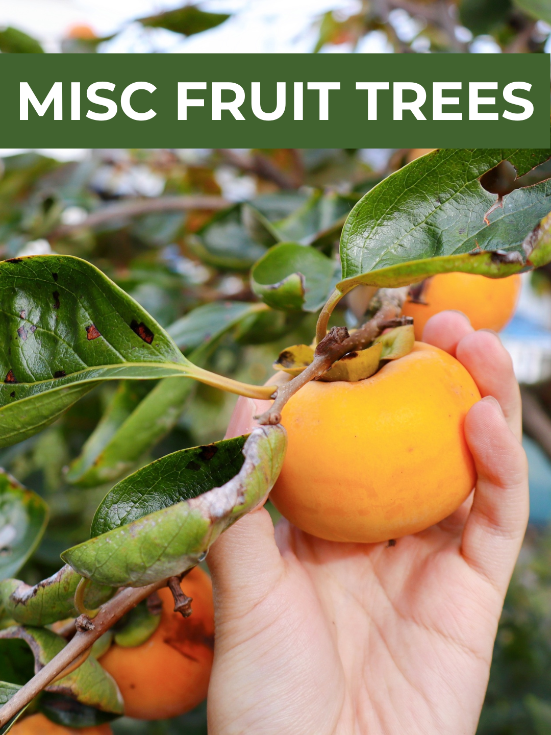 26 Spring Plant Sale website (34) (8).png