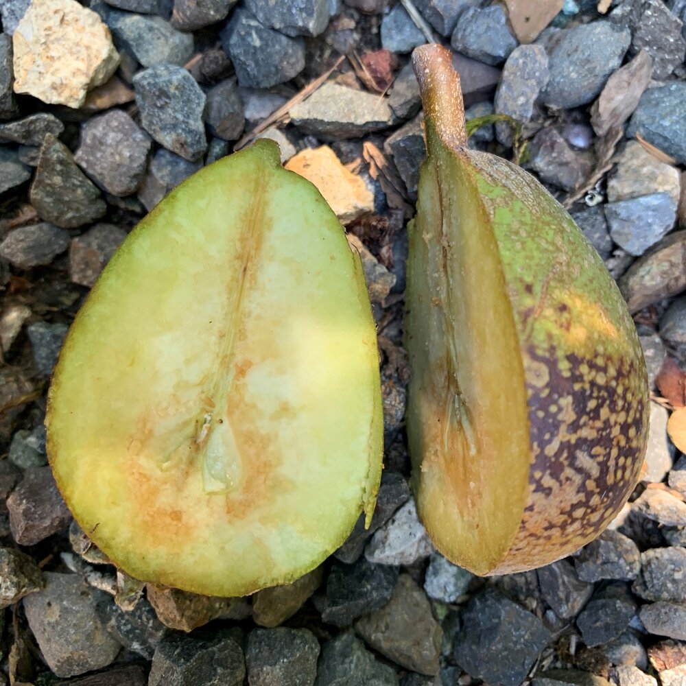 sun damaged pear.jpg