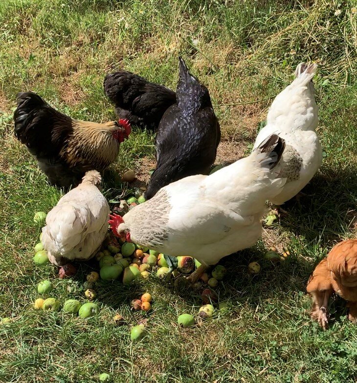chickens eating apples.jpg