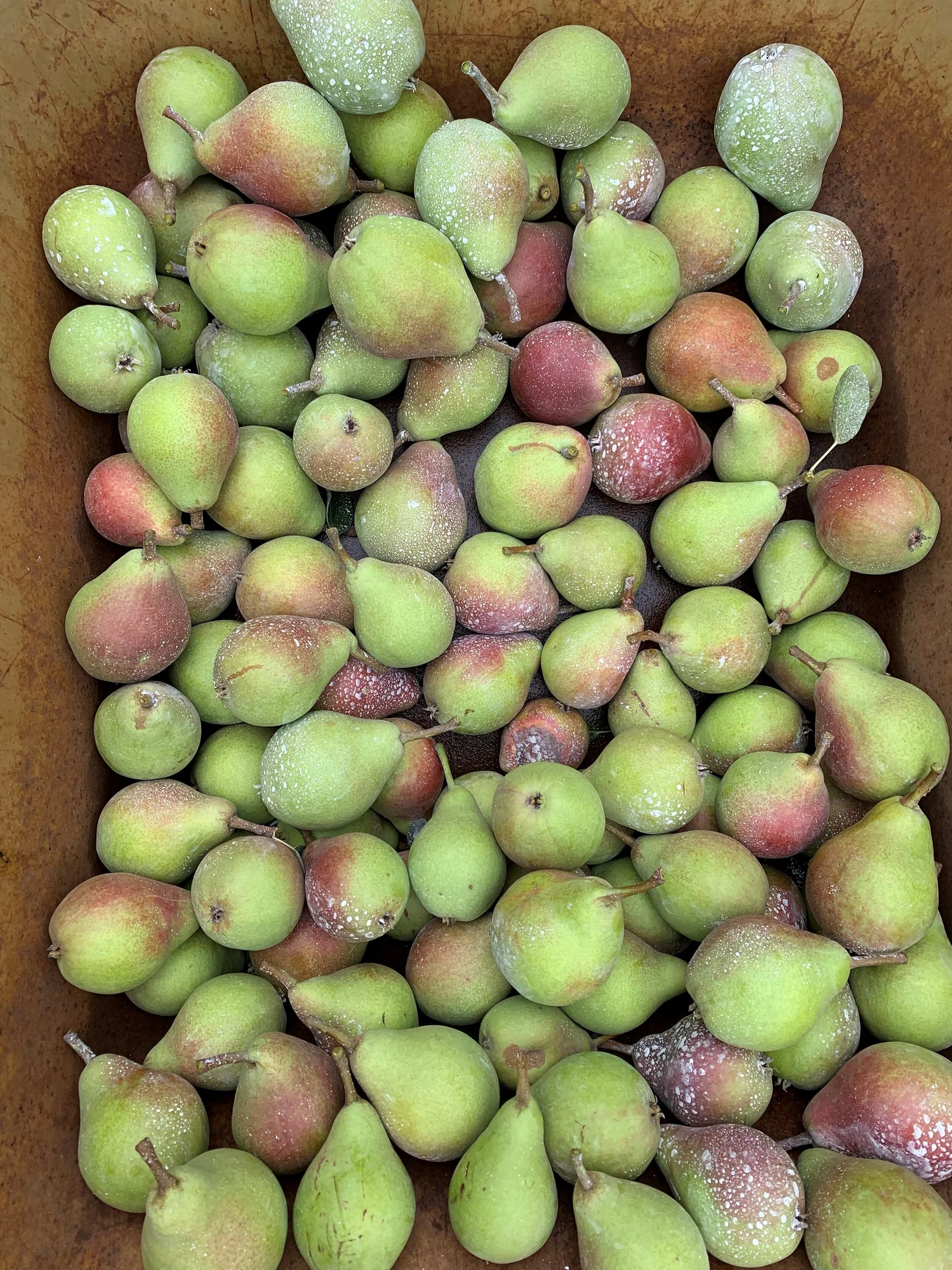 How And When To Harvest Apples & Pears — Home Orchard Education Center