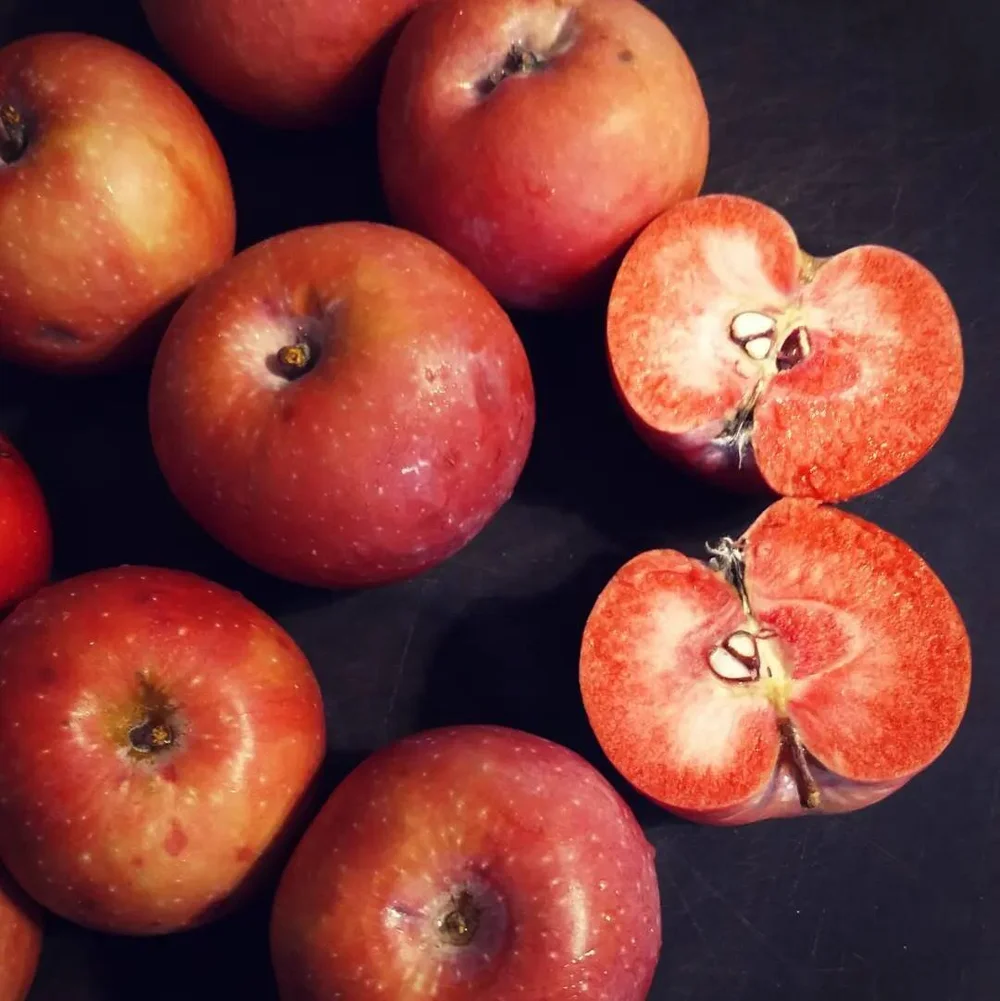 Kaboom! Its a RED-FLESHED APPLE Explosion! — Home Orchard Education Center