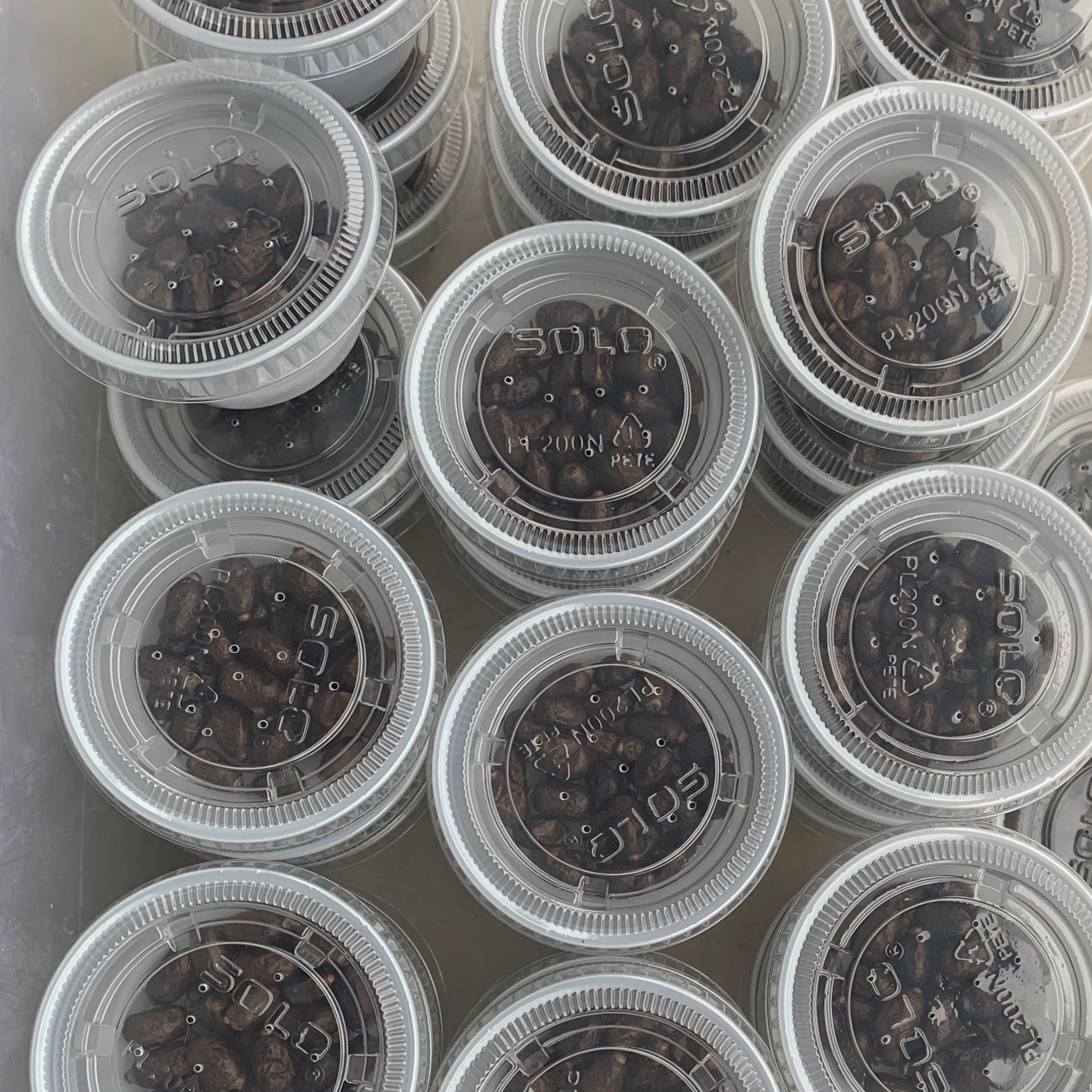 mason bee cocoon pack.jpg