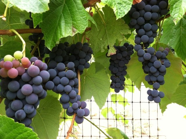 tame the grape image 1.jpg