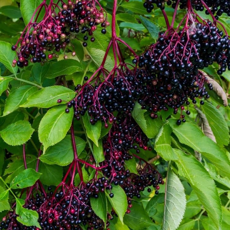 All About Elderberry — Home Orchard Education Center