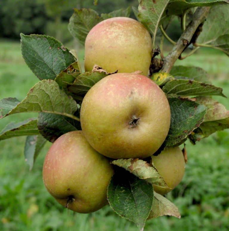Cortland Apple Tree for Sale, Cold Hardy Apples