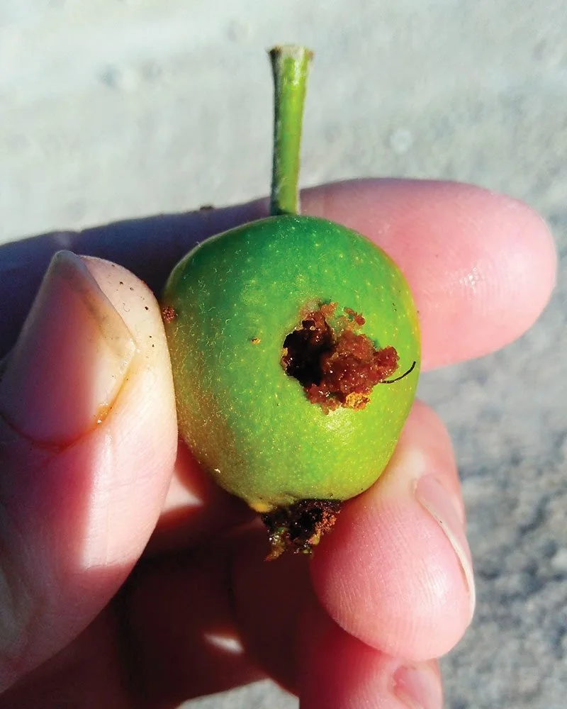Codling Moth In The Organic Orchard — Home Orchard Education Center
