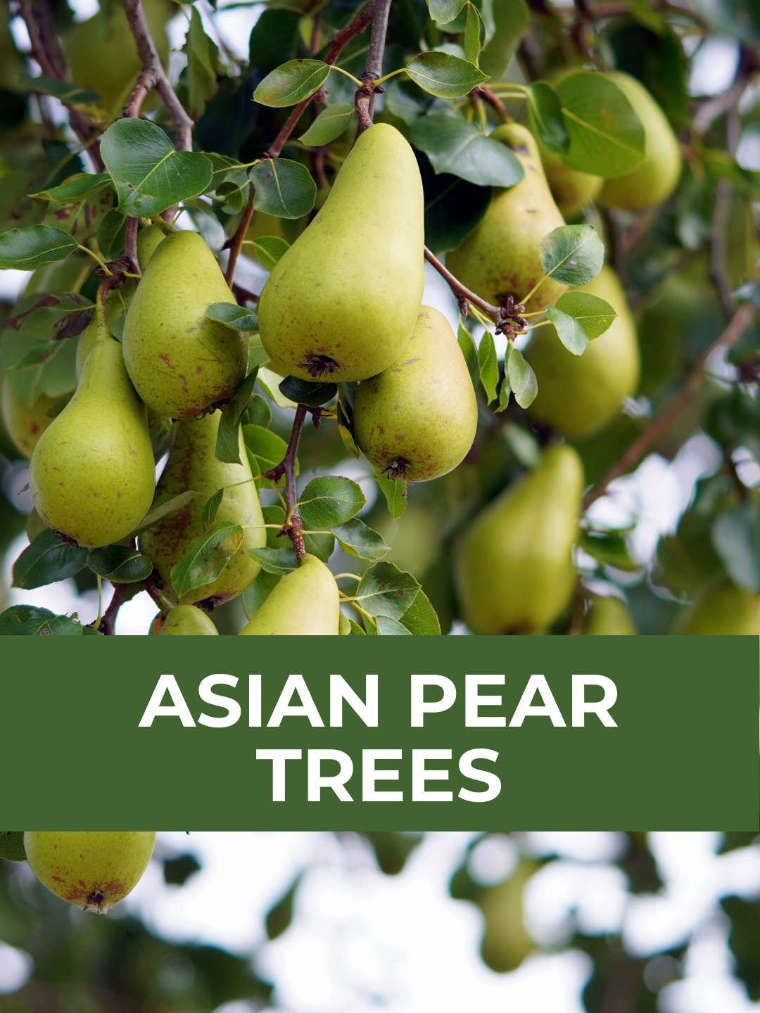 26 Spring Plant Sale website (34) (13).png