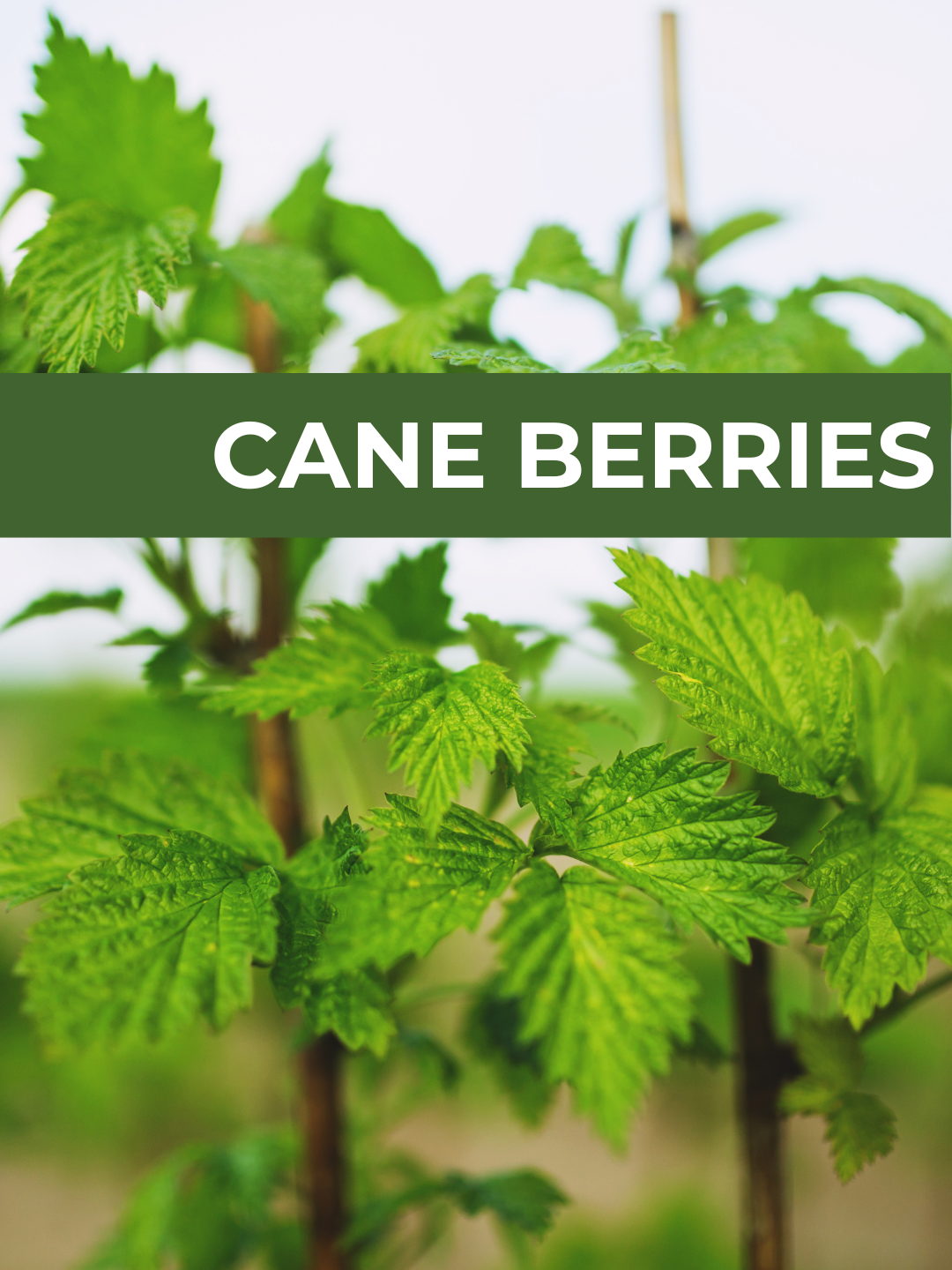 26 Spring Plant Sale website (34) (3).png