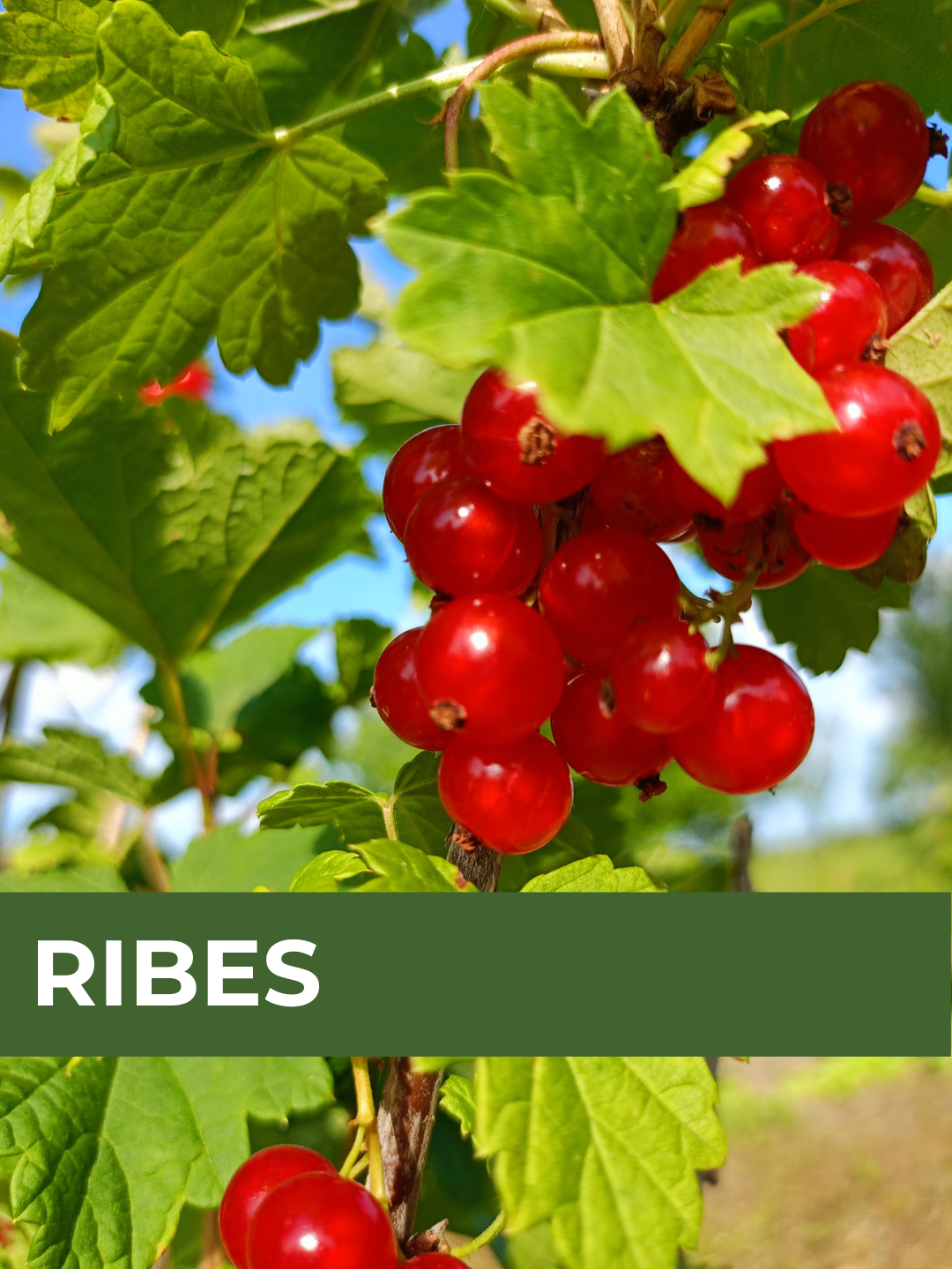 26 Spring Plant Sale website (34) (2).png