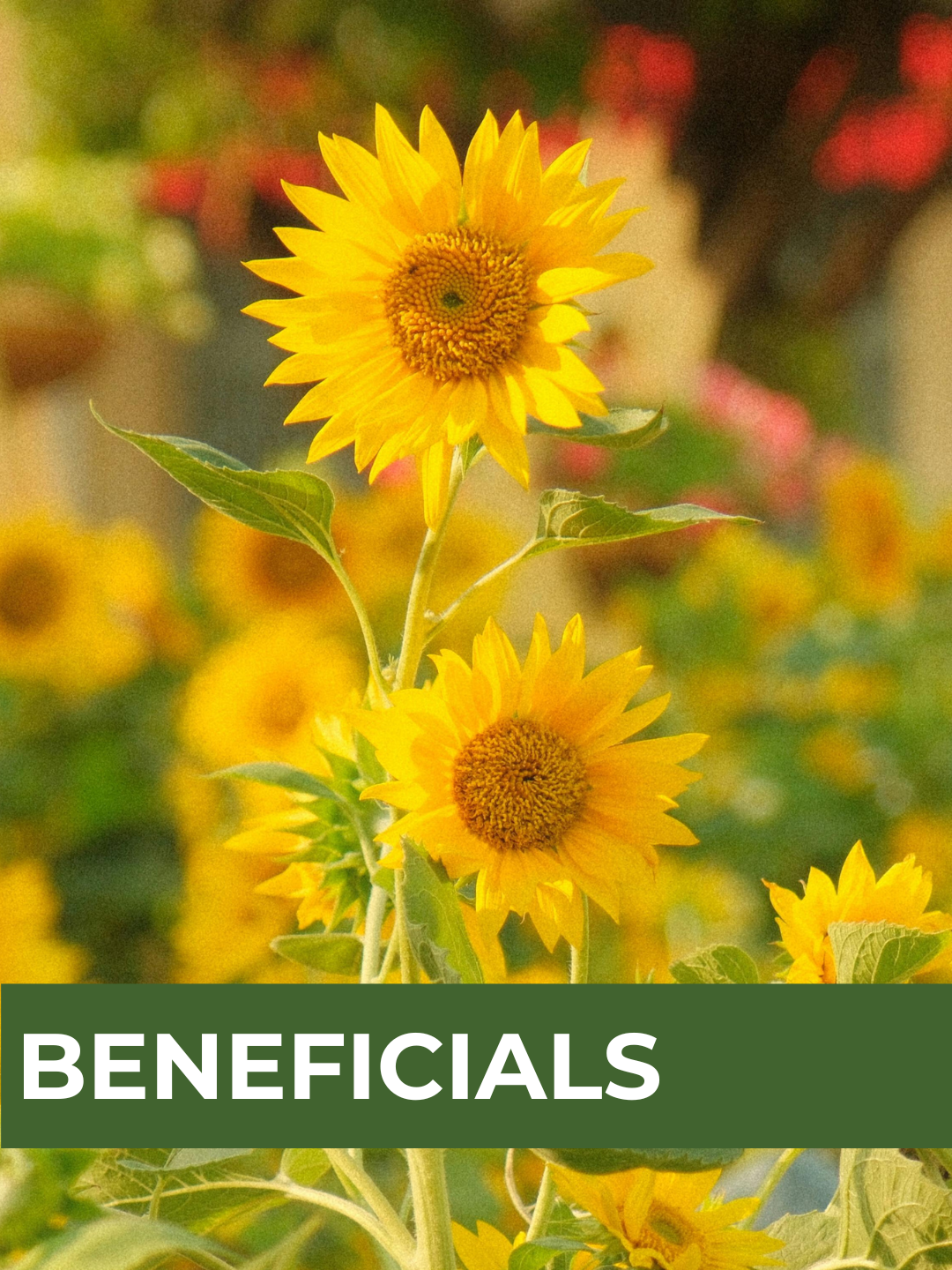 26 Spring Plant Sale website (34) (7).png