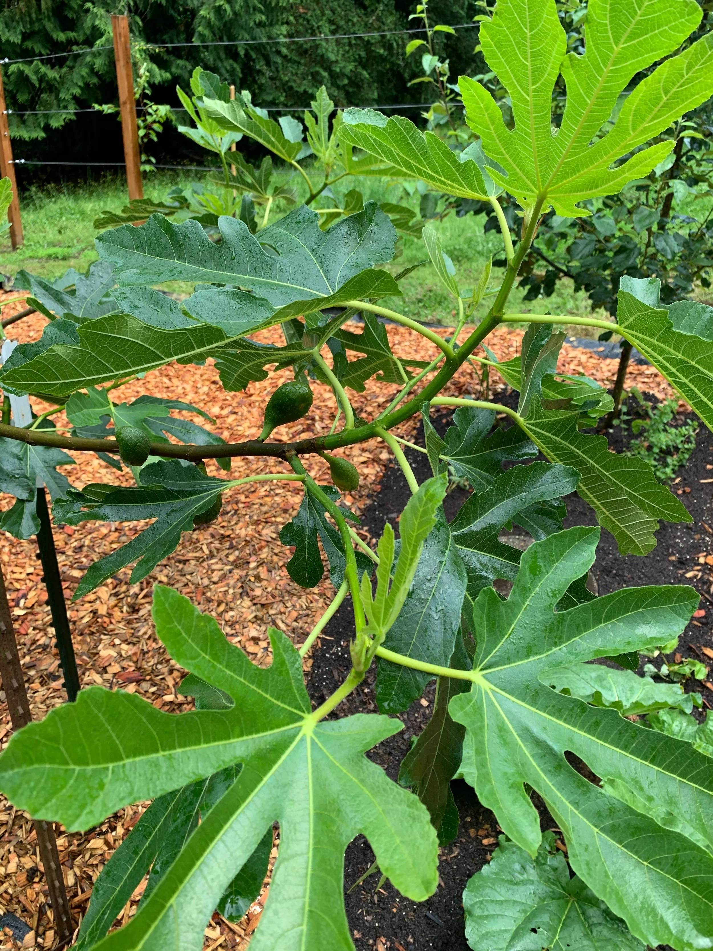 Copy of fig - new growth.jpg