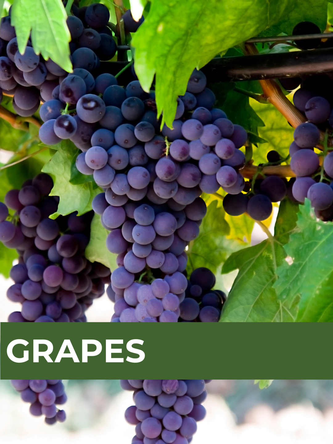 26 Spring Plant Sale website (34) (5).png