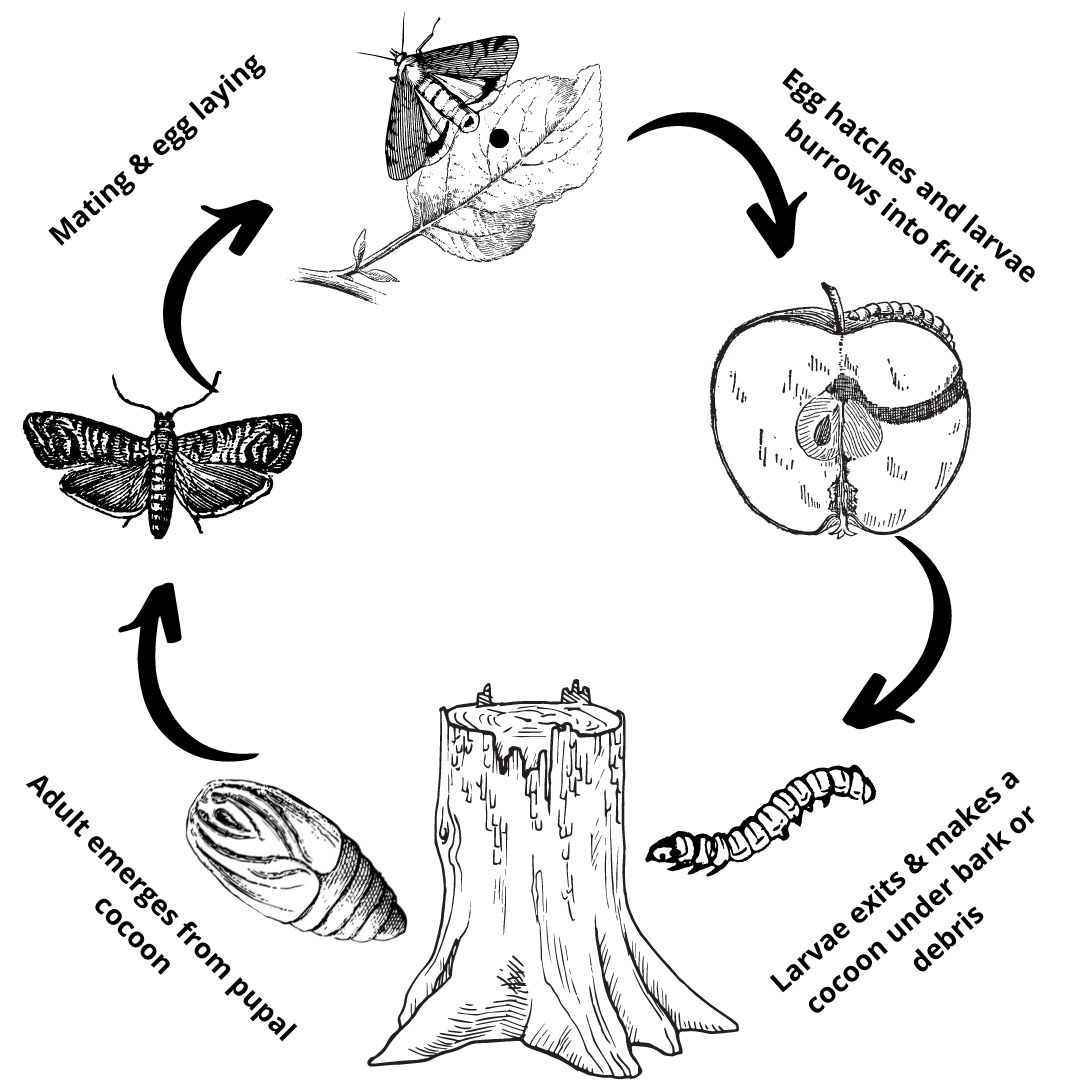 Codling Moth Pheromone Trap with refills - Woodbridge Fruit Trees