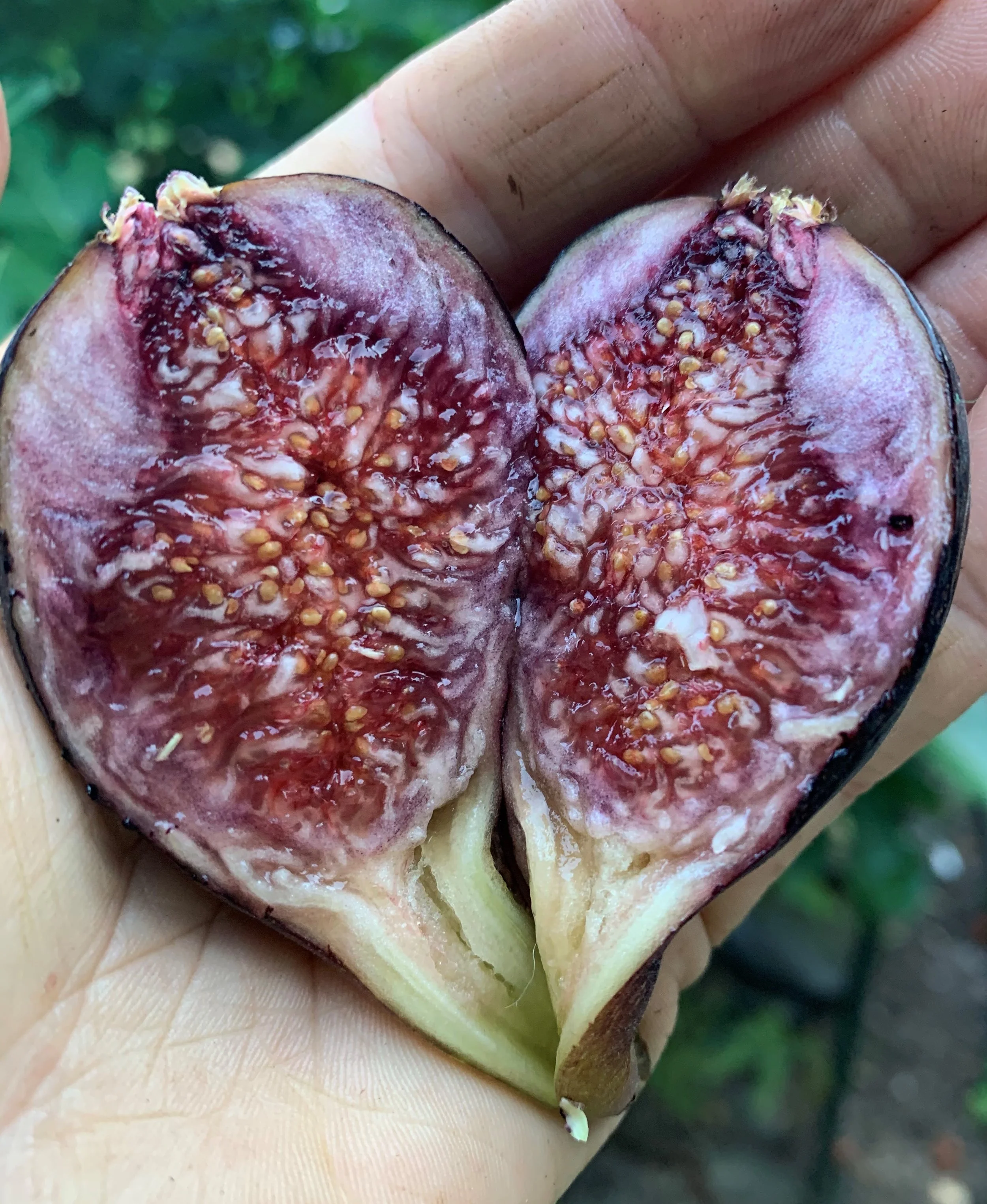 Fig HEart (1).jpg