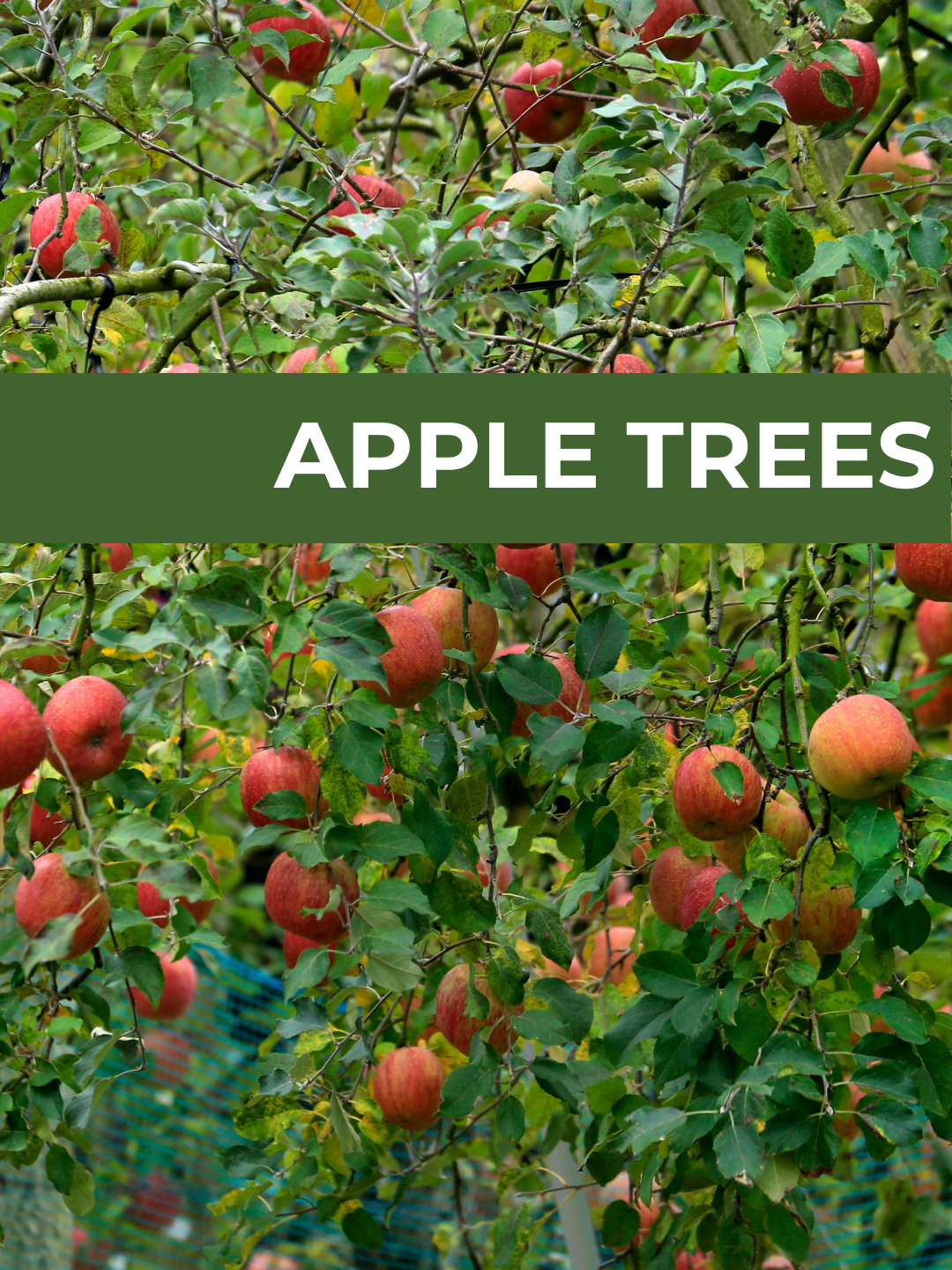 26 Spring Plant Sale website (34) (11).png