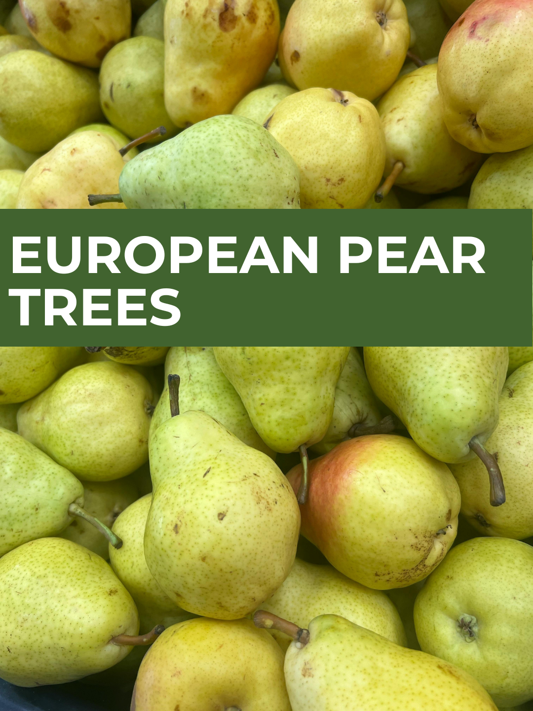 26 Spring Plant Sale website (34) (12).png