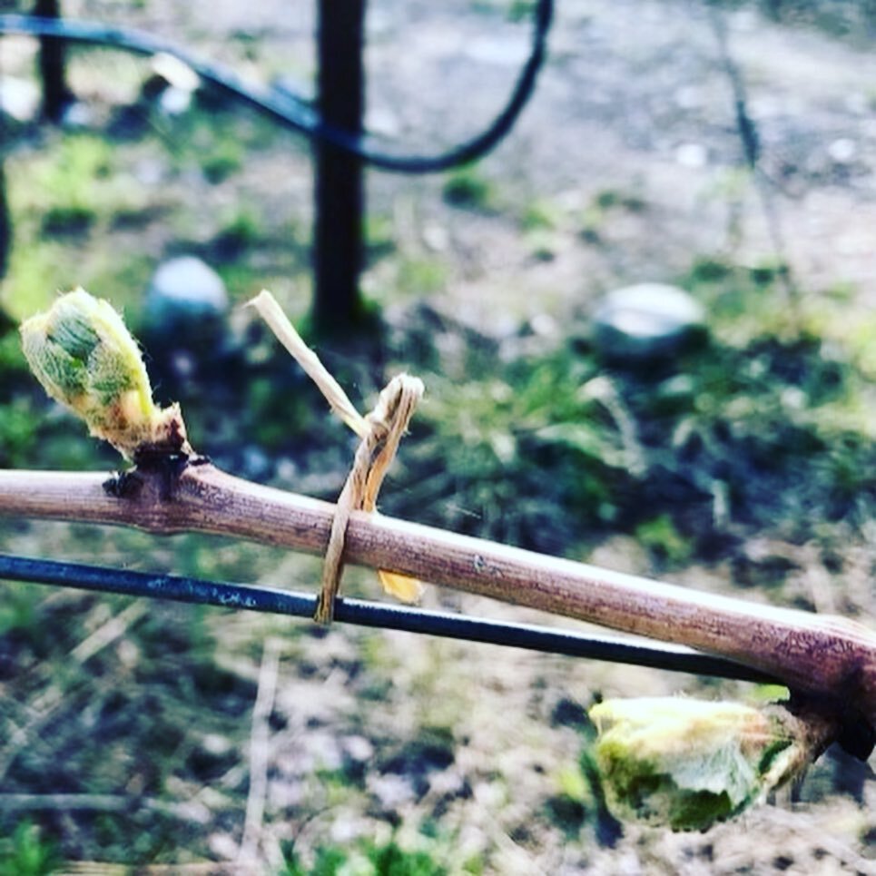 Something is blooming&hellip;

Live from the vineyard @scorchedearthwinery - Mother Nature is beautifully showing the first signs of Spring!

In the meantime, Scorched Earth Pinot Noir is enjoying is first few days on shelves at @bcliquorstores 

Sco