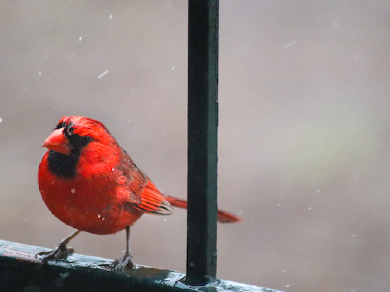Cardinal Through the Window