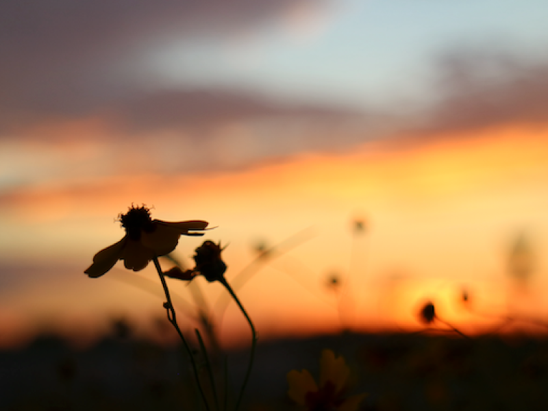 Ruston Flowers at Sunrise