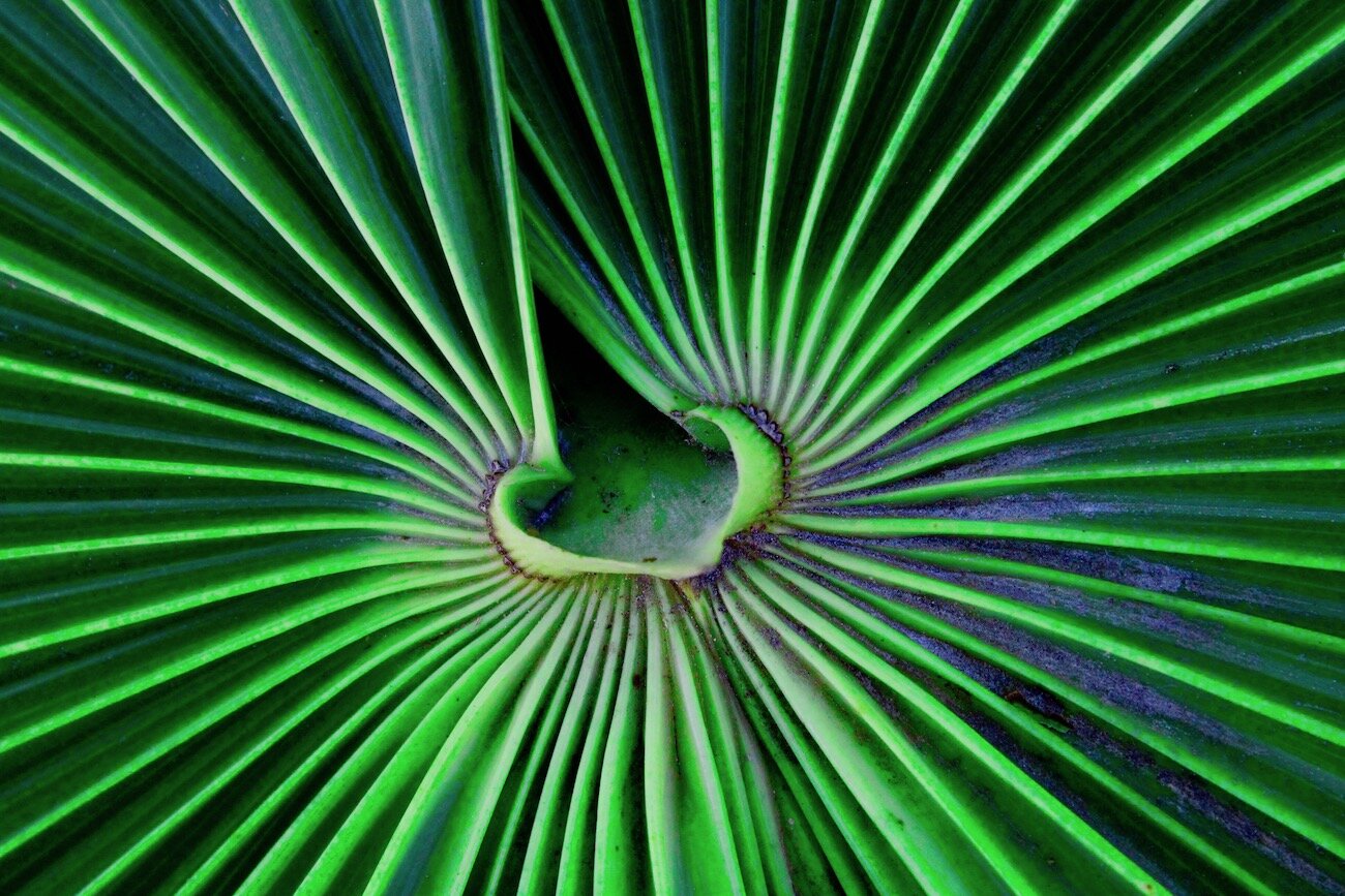 Palm Frond ll
