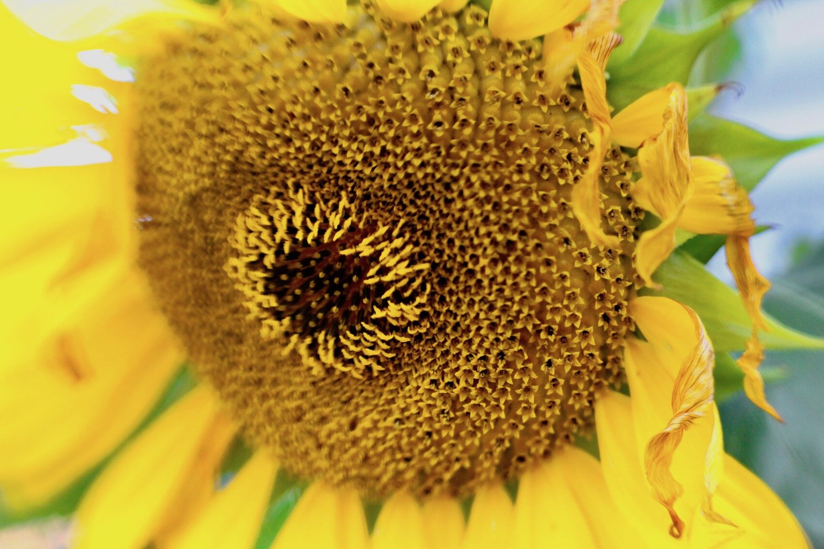 Sunflower l