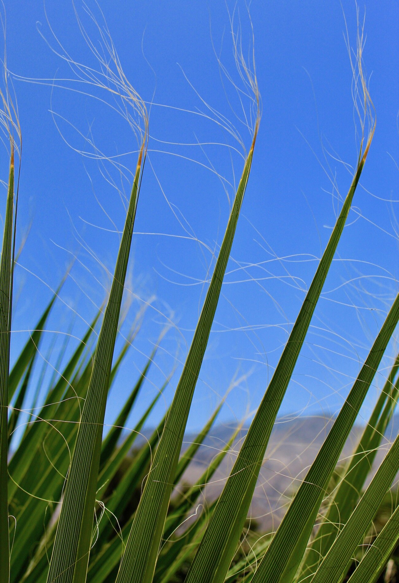 Desert Grass
