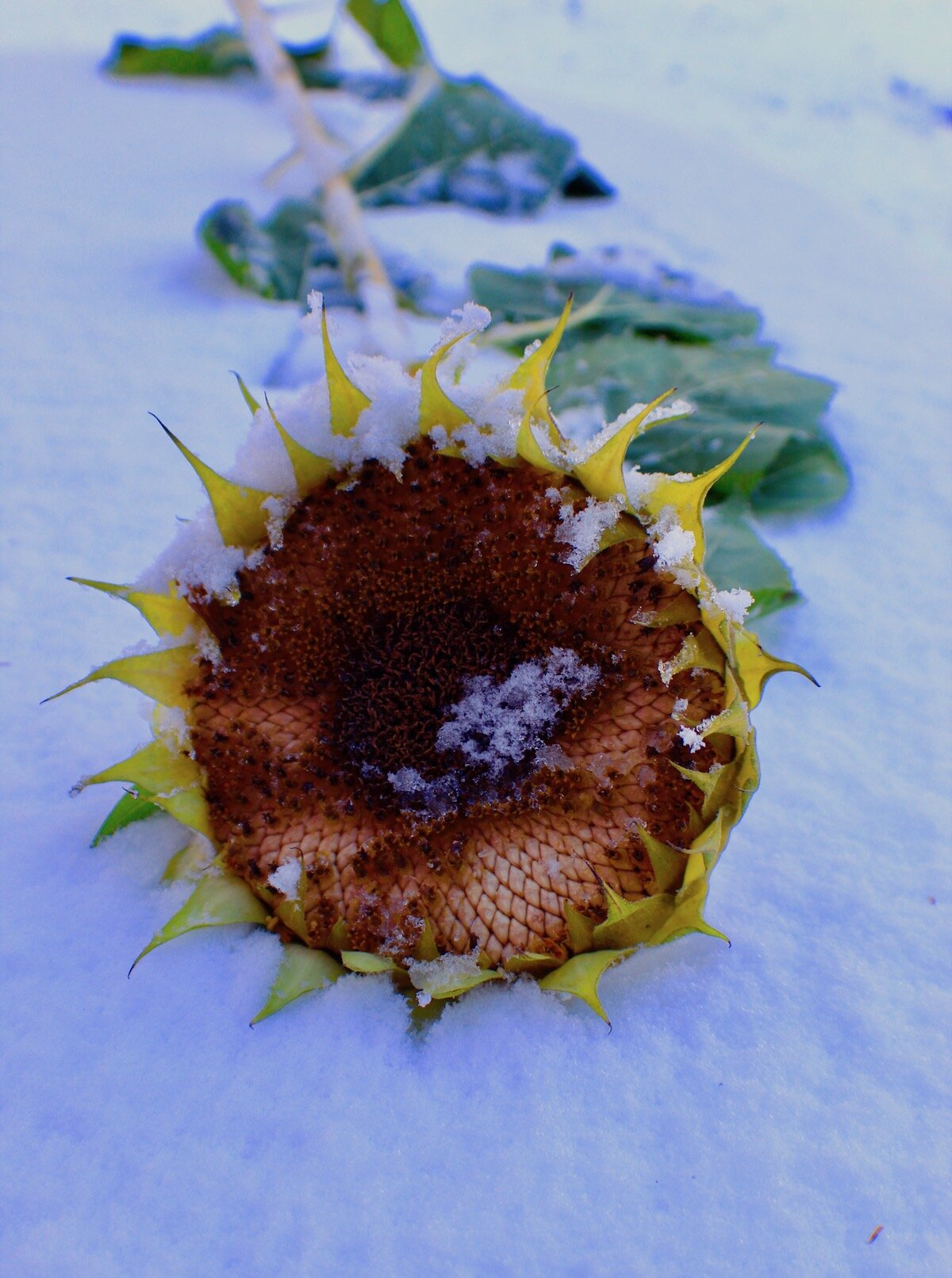 Sunflower in Snow