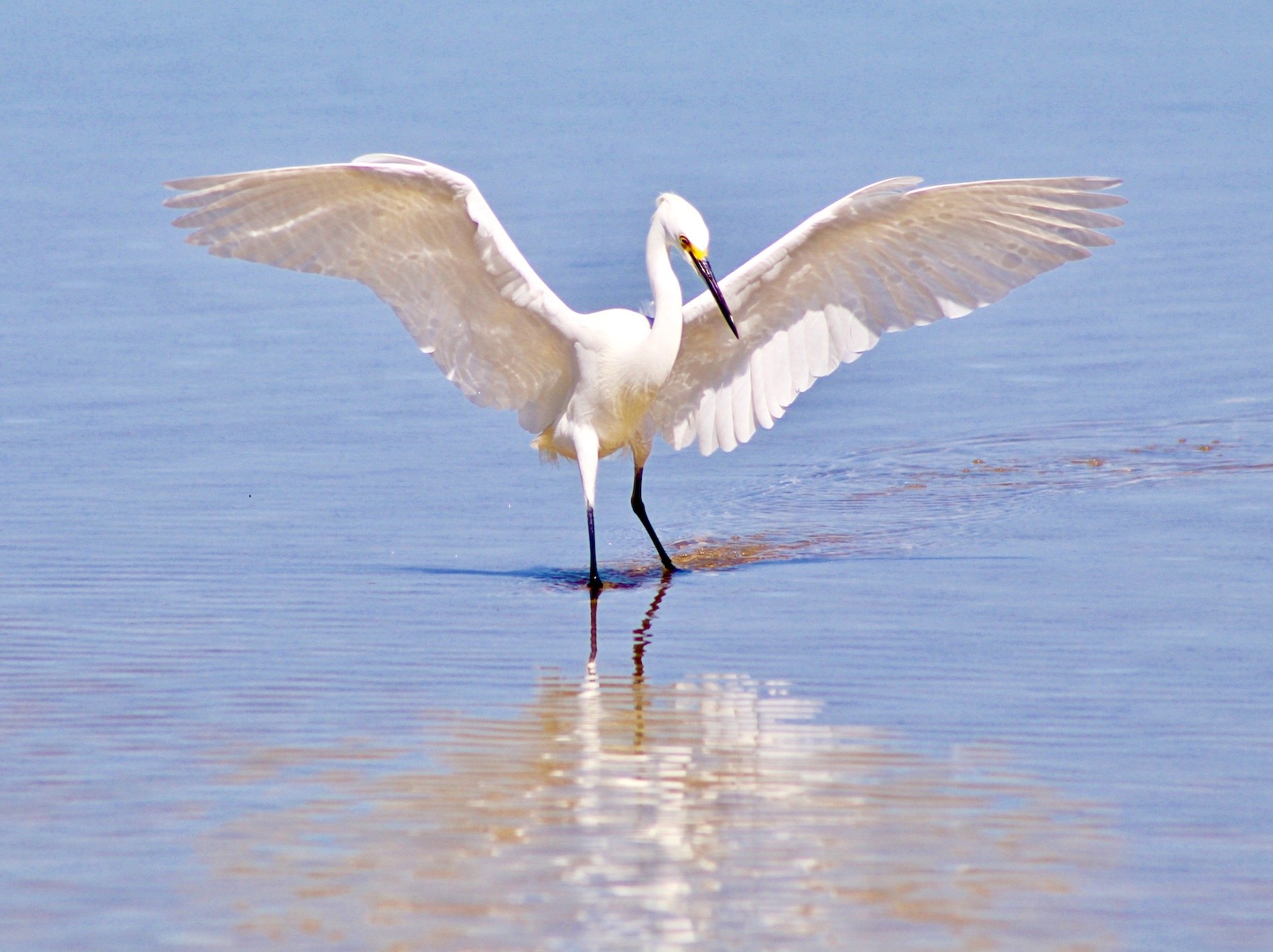 Egret's Dance