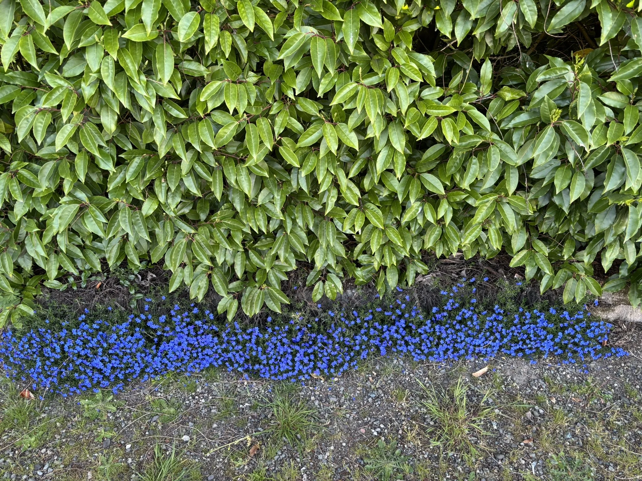 a walk down a quiet lane